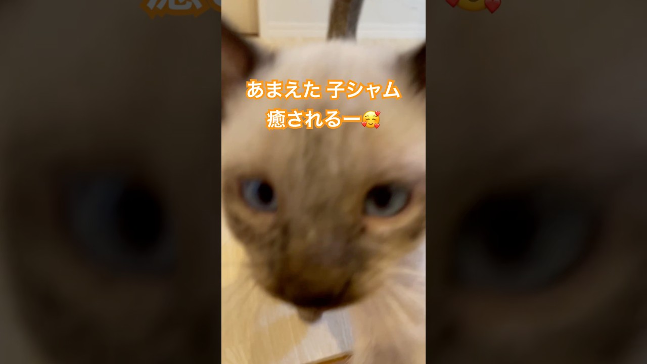 はらぺこ子猫 #しゃむねこ #かわいいねこ #シャム #こねこ #cat #保護猫 #ねこ
