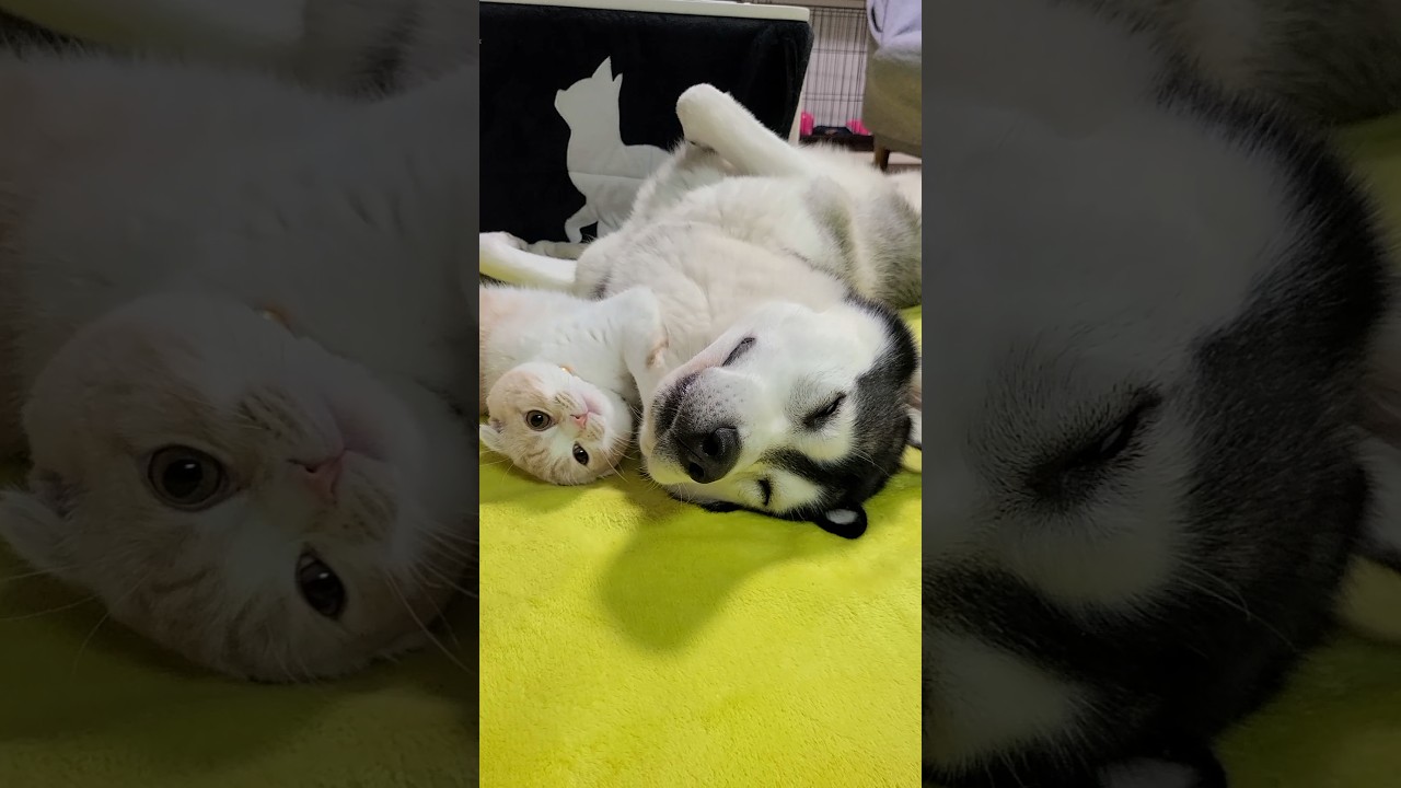 犬が育てた猫はこうなります...笑 #犬と猫