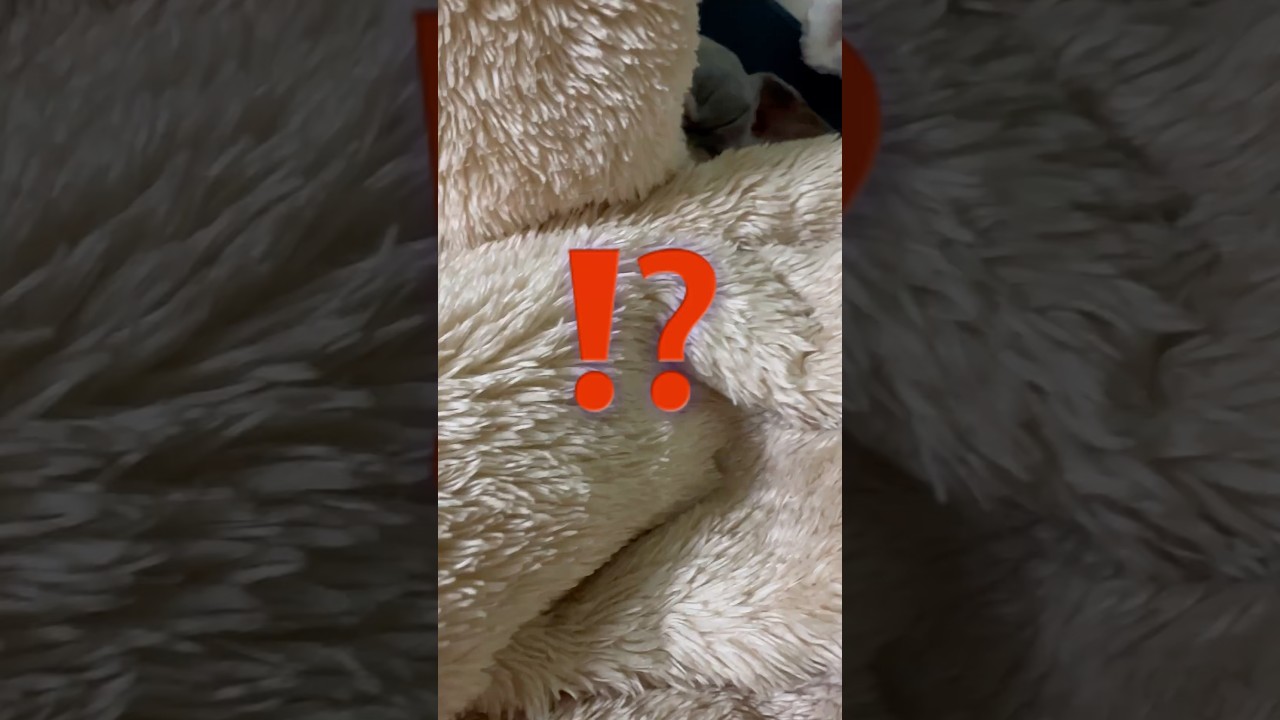 ⚠️スフィンクス見つかる⁉️#shorts #猫 #cat #sphynx