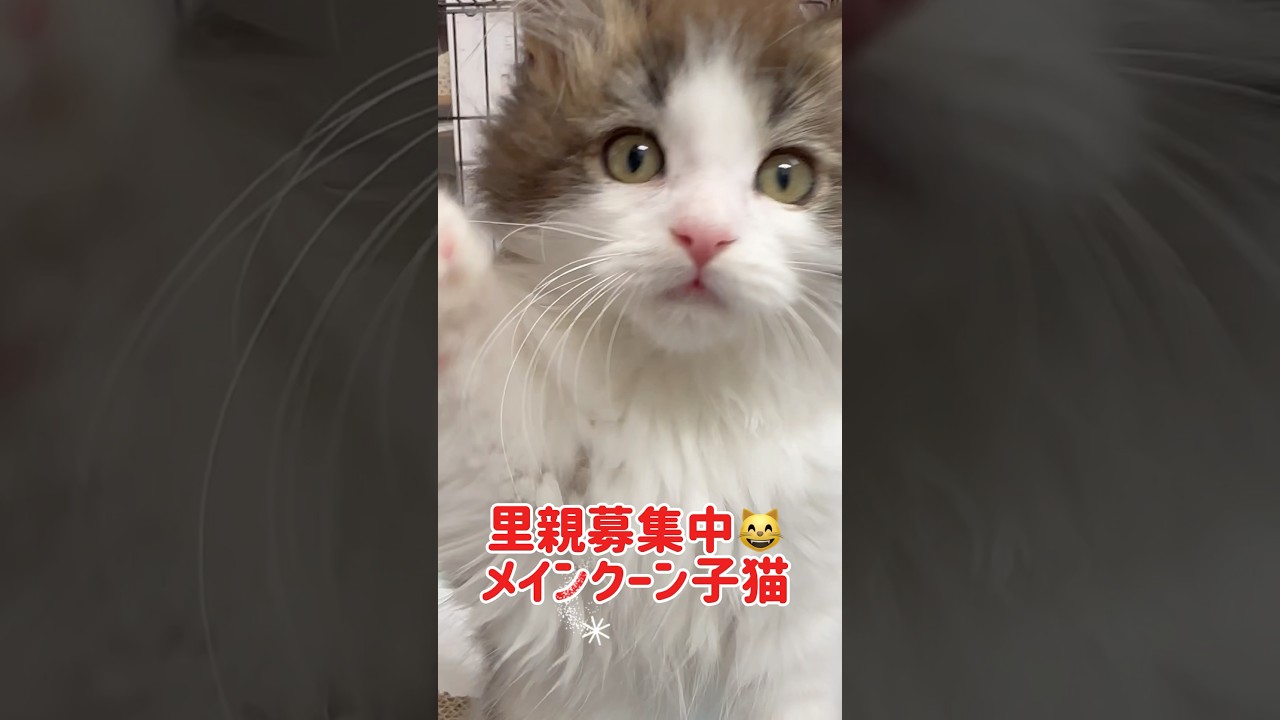#里親募集中子猫アゴはネコ  #メインクーン　#メインクーン子猫