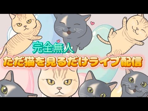 ただ猫をみるだけ配信　無人配信