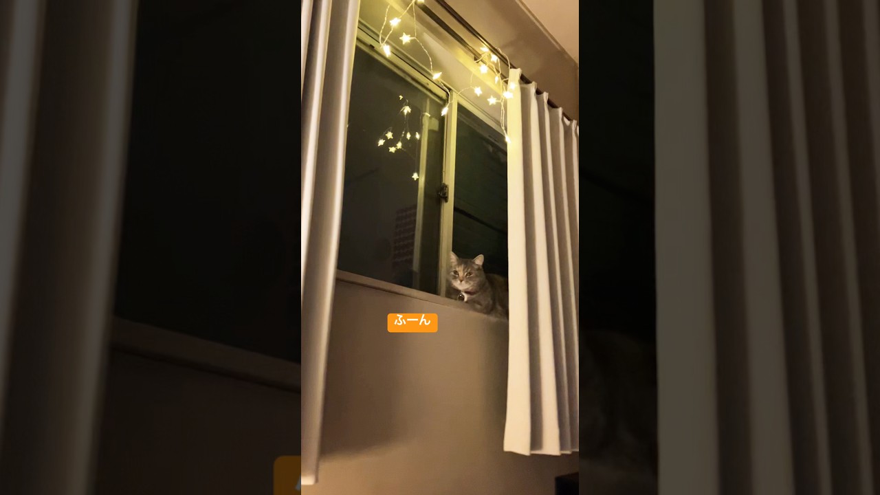 眠れない時は？と悩む猫！そんなわけない♯shorts♯cats♯猫との生活♯マンチカン