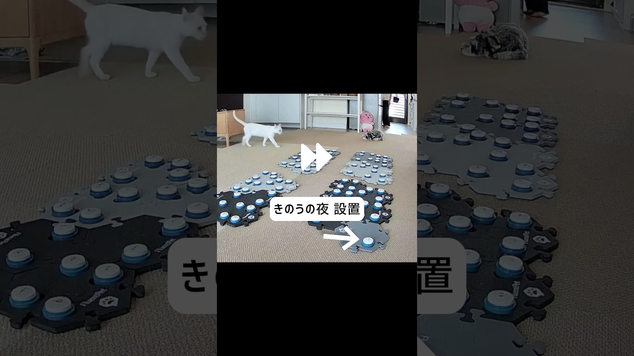 ネッコ驚異的なスピードで覚える #猫 #猫動画
