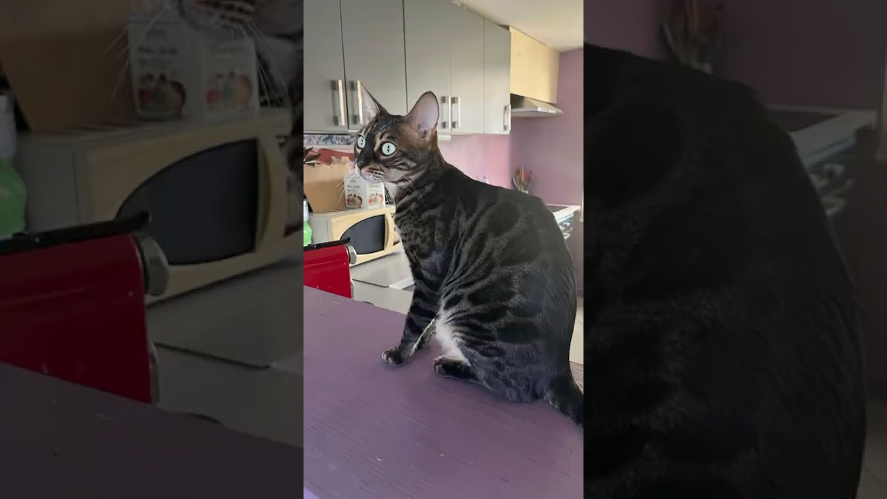 Mes amours, ma vie 🥰 #love #chatbengal #bengalcats #lovemycat #socute #mood #adorable #pourlavie