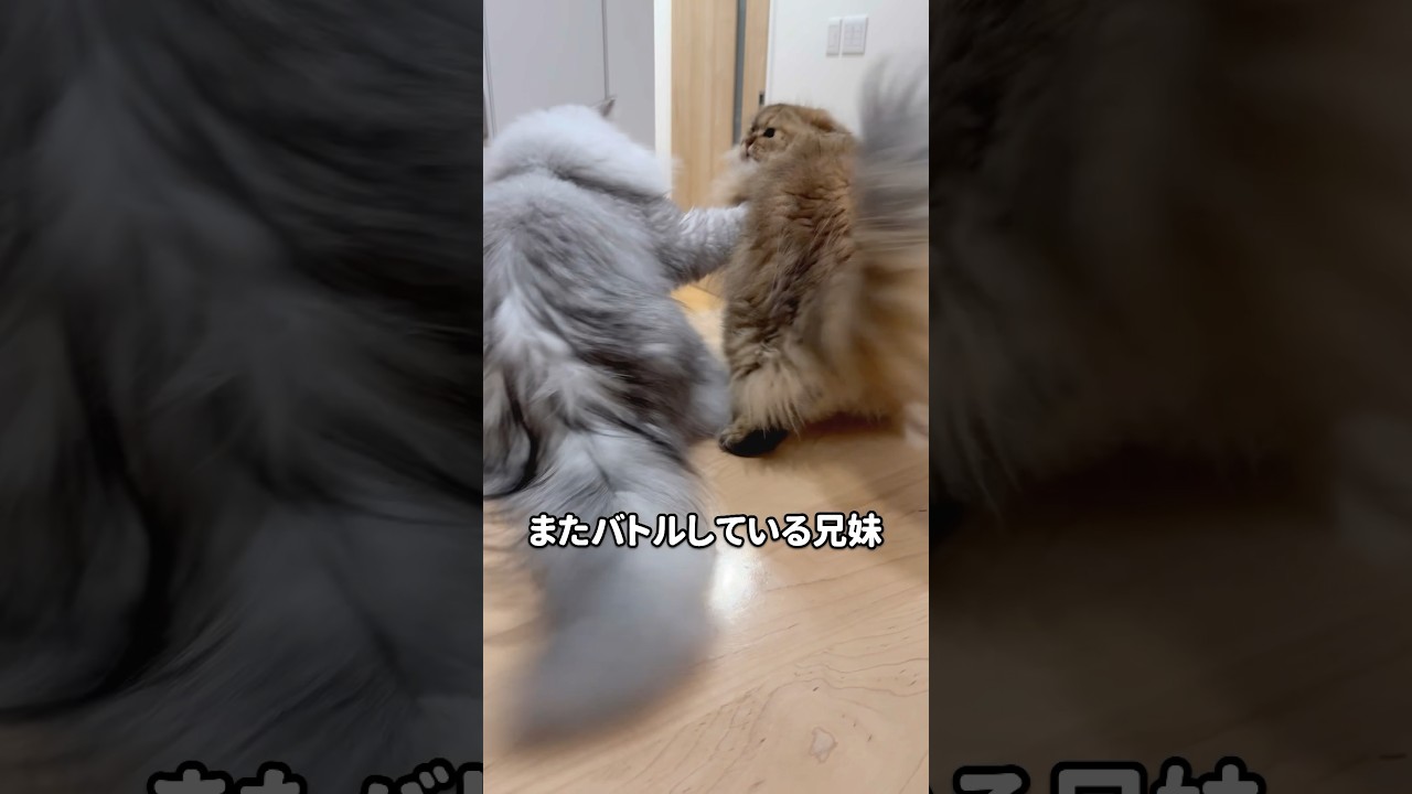 またよく見かける猫兄妹バトル 【サイベリアン】 #Shorts
