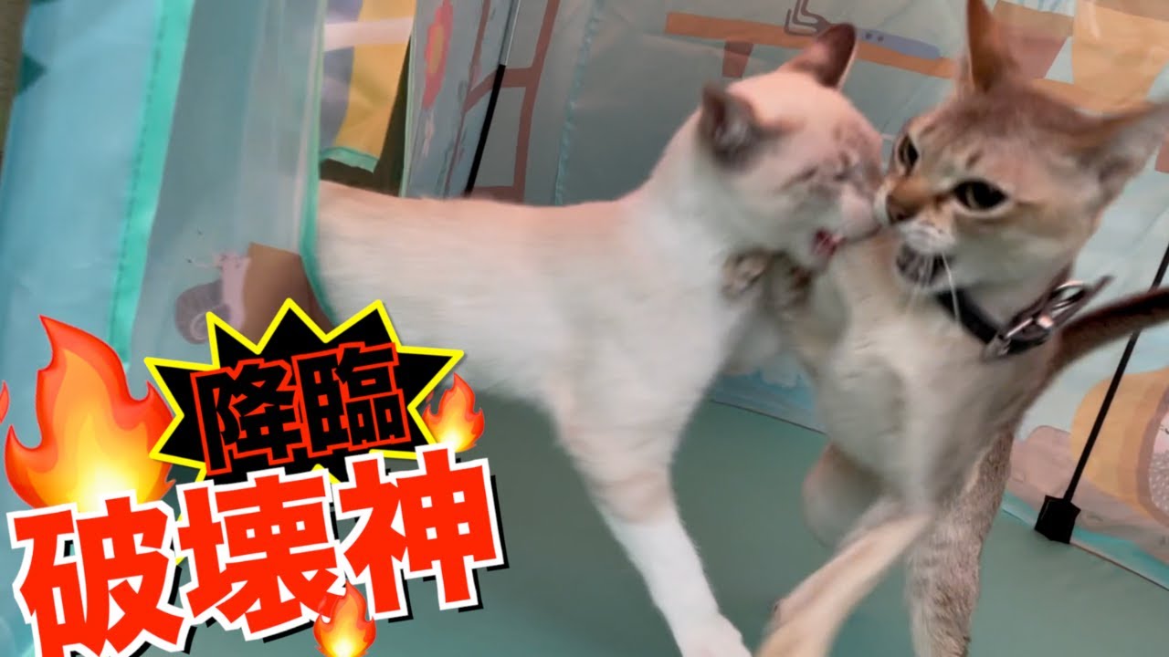 新しく買った猫用テントにテンションMAXの子猫が大暴れ！！！