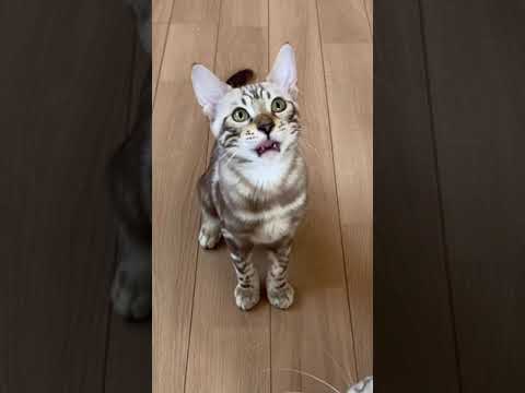 ベンガル 可愛いお顔をしています！