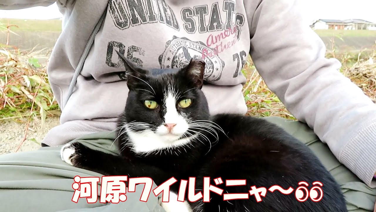 【ワレニャン】河原の野生環境を猫が楽しむ A cat enjoying the wildness on the riverbank