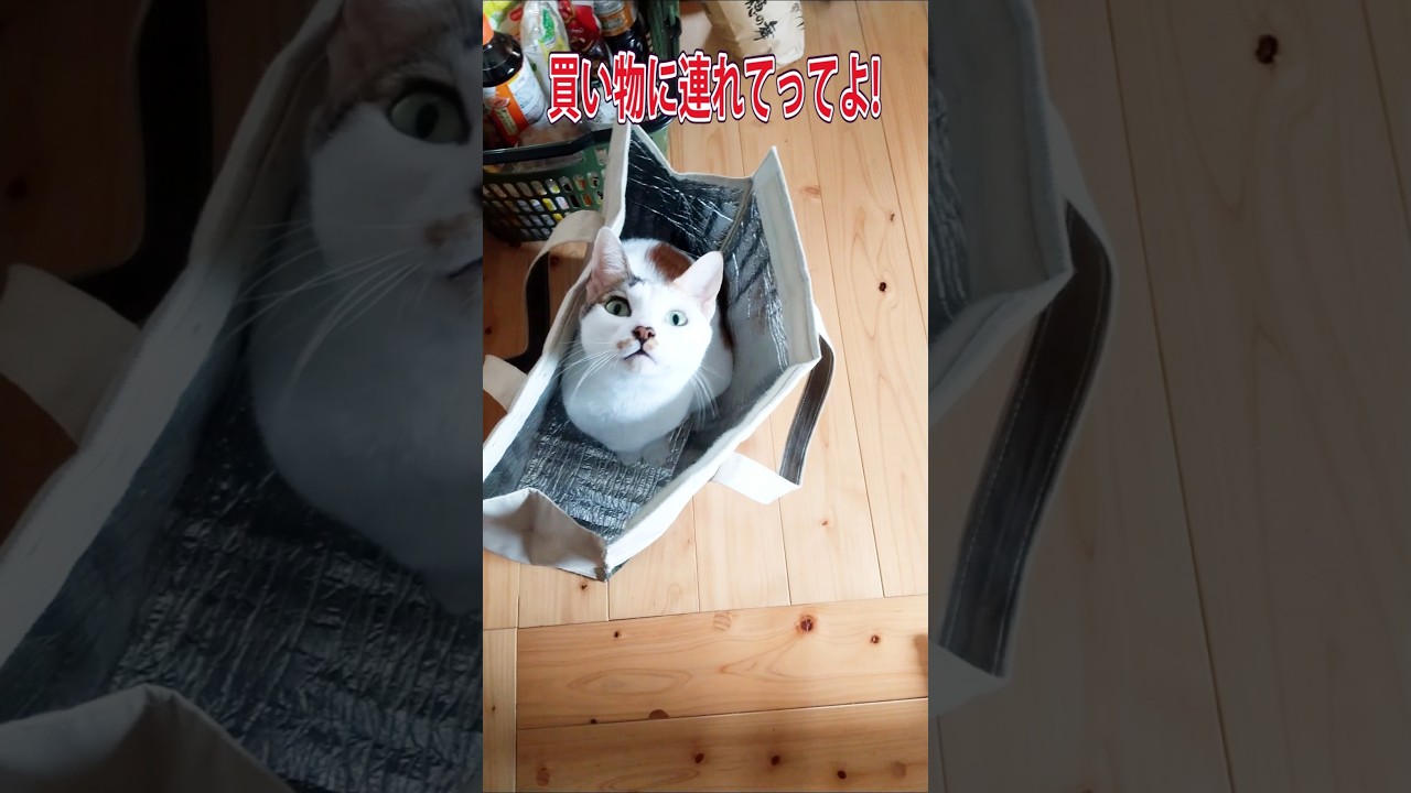 買い物に連れてってよ❗️ #三毛猫 #cat #ねこ #ペット動画
