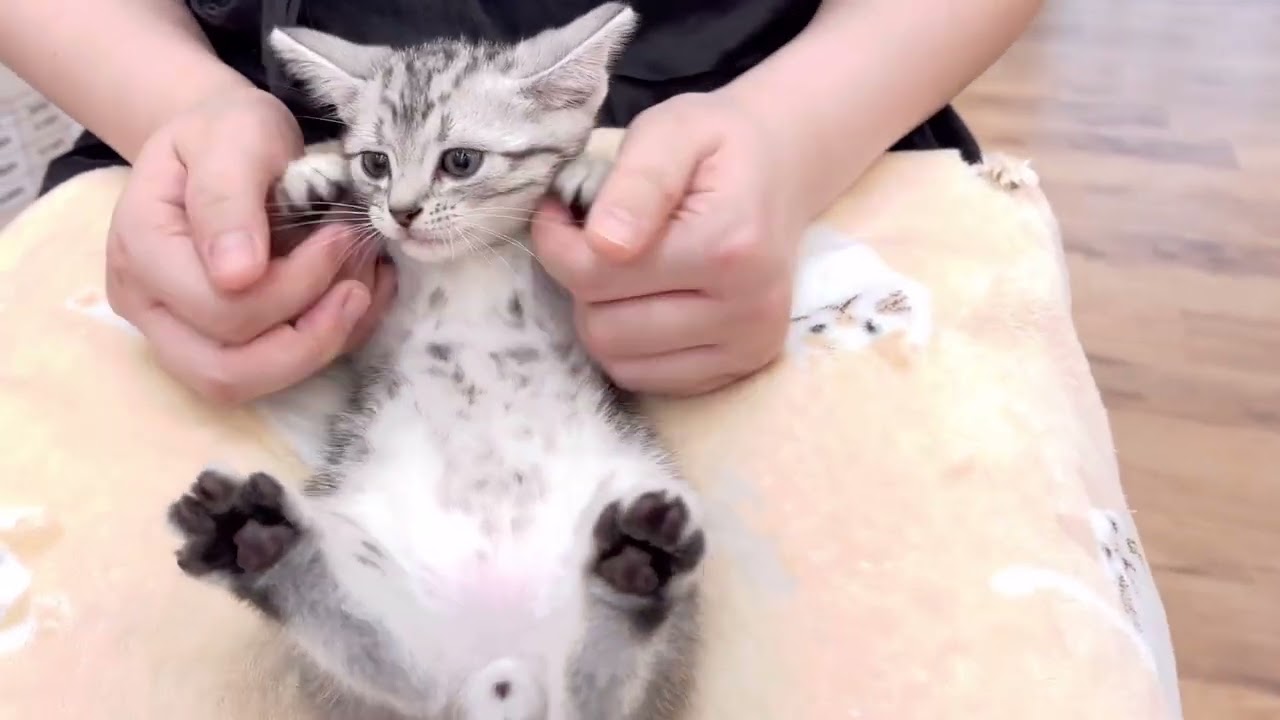 【アメリカンショートヘア】とっても甘えん坊なアメショちゃん