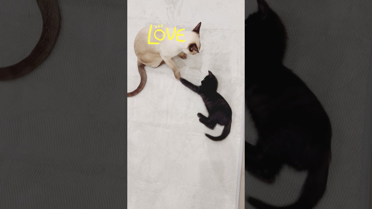 ガビとベリー#保護猫 #トンキニーズ #cat #癒し #トンキニーズナチュラルポイント#黒猫#くろねこ#子猫#猫#ねこ#ネコ萌え士