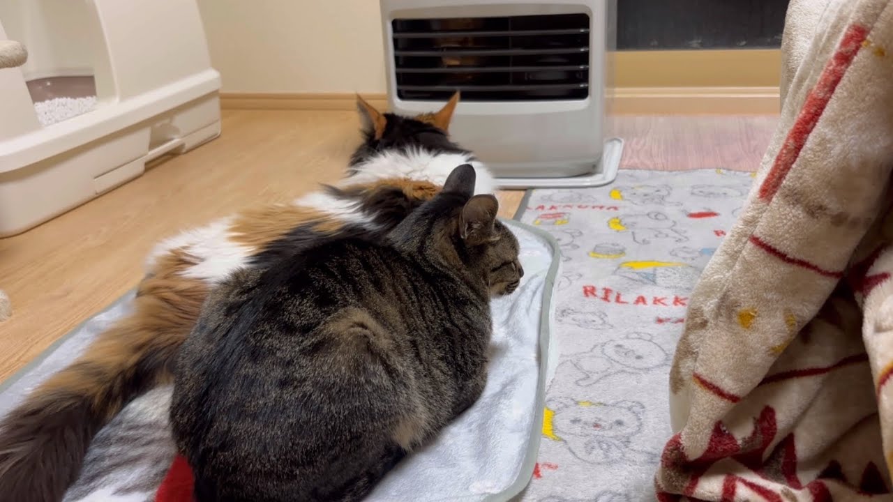 愛猫が大好きなヒーターを出しら仲良しから場所の奪い合いと色々見せてくれました♪