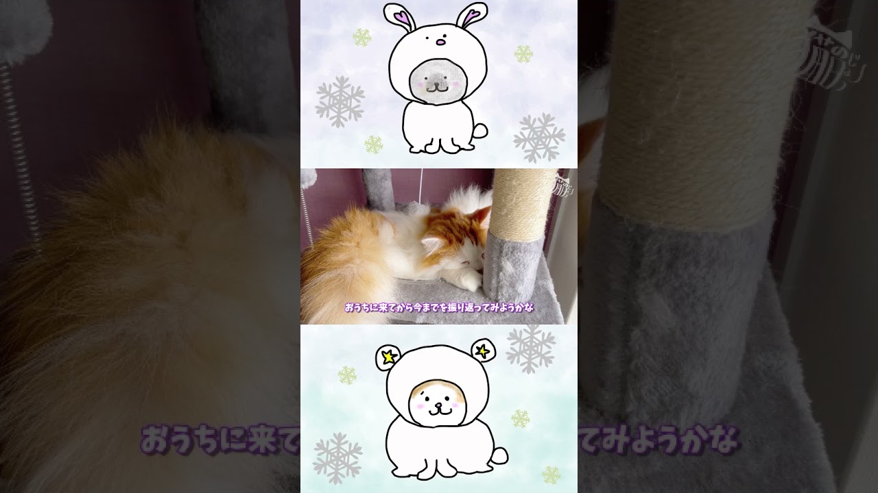 【猫の日常】2歳までを振り返るニャ！　#猫#マンチカン#cat #猫のいる暮らし #猫好きさんと繋がりたい