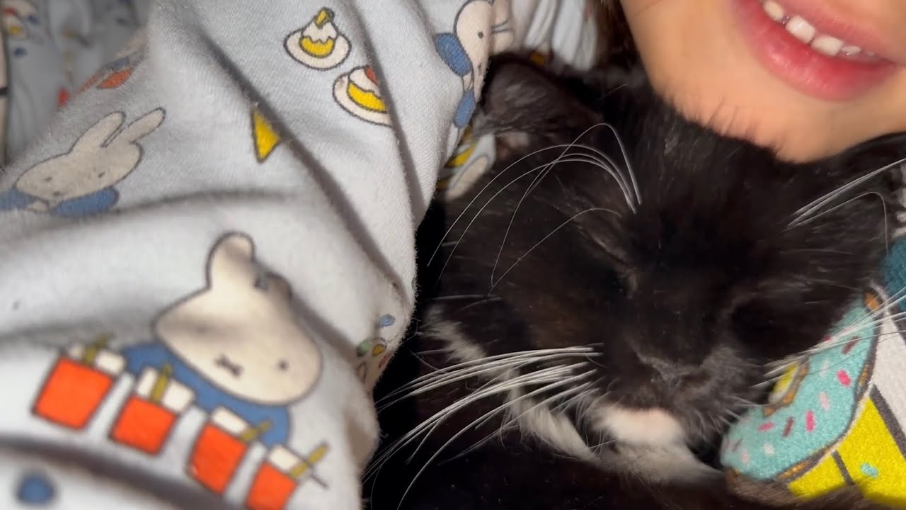 新しい鞄にビビるが寝る時は甘々な猫　ラガマフィンShe gets scared of bags but is very sweet when it comes to sleeping.