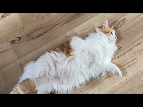 ゴロゴロ猫タイム！【マリー（メインクーン）】