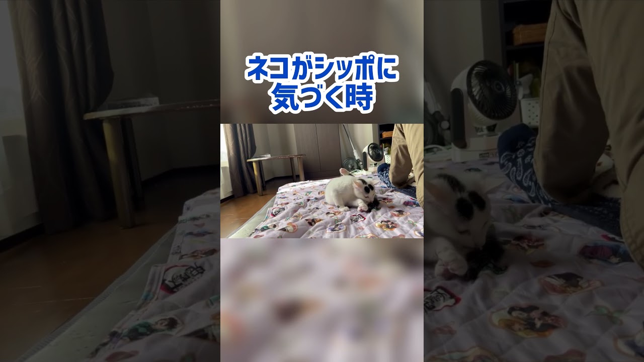自分のシッポにパニック！シッポを追いかけまわすミルク