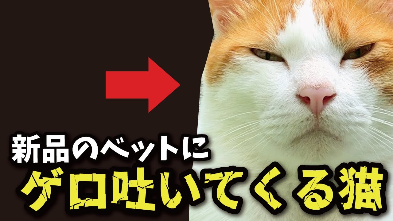 【悲報】買ったばかりのIKEAのベッドにゲロ吐かれました【関西弁でしゃべる猫】【猫アテレコ】