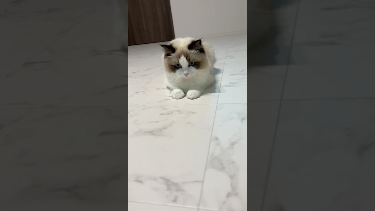 オヤツとの戦い #猫　#ラグドール子猫 #catlover  #ラグドール #ragdoll
