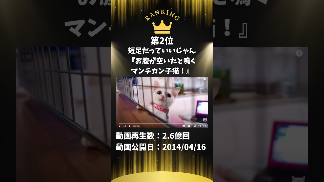 ねこ動画再生数ランキングTOP5(2024年11月YouTube) #日本編