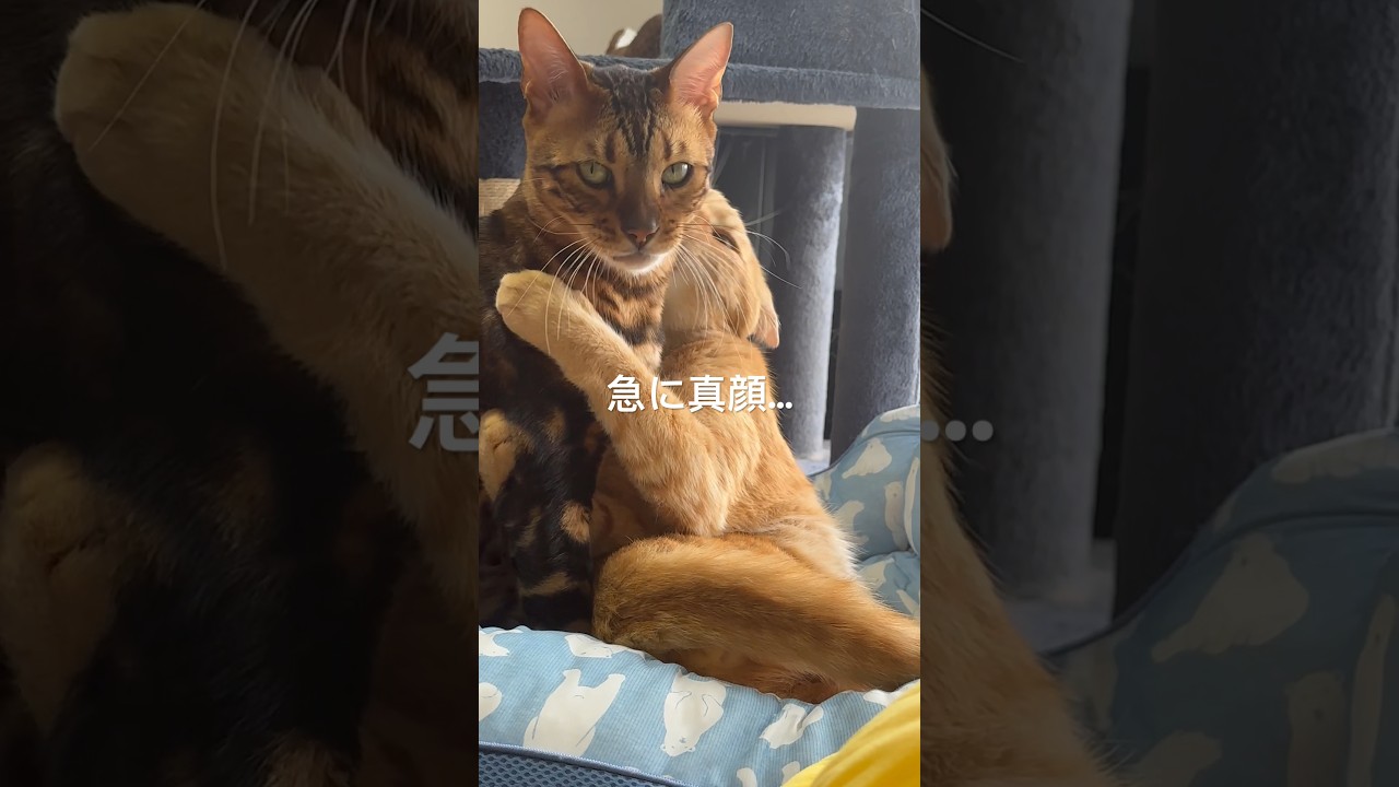グルーミング中に抱きつかれて真顔になる猫 #cat #保護猫 #ベンガル #かわいい #ねこ #癒される #cute