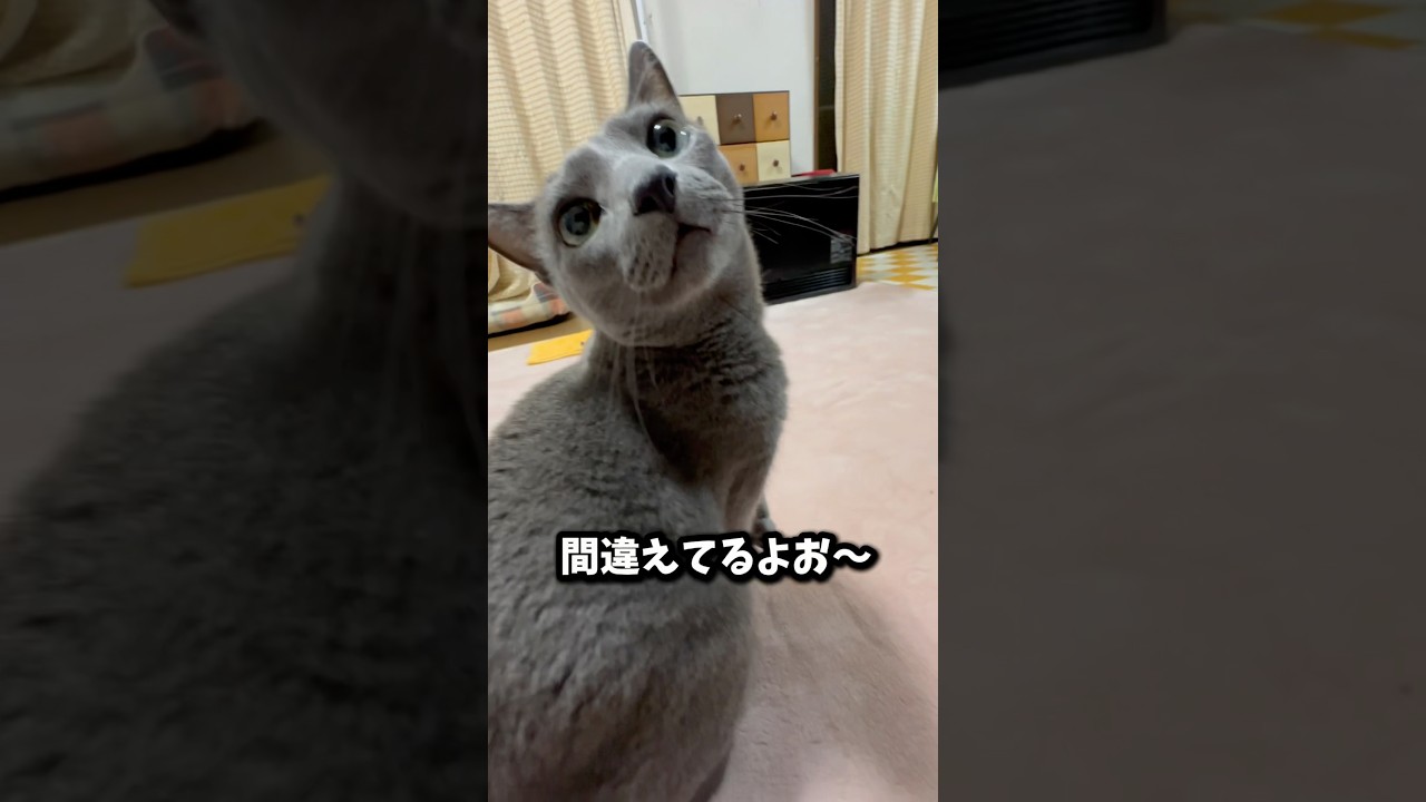 【ロシアンブルー】めろん〜間違えてるよ🤭【猫】#shorts