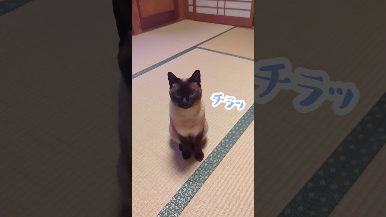 久しぶりの再会はホンモノか疑わしい #cat #shorts