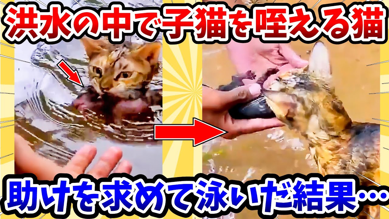 【2ch動物スレ】洪水の中で子猫を咥える親猫 → 助けを求めて泳いだ結果…