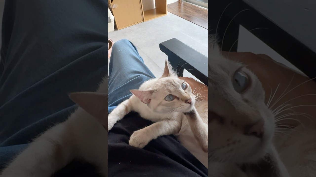 かいかいぃ、あ、見つかった　#元保護猫　#シャムトラ　#シャムミックス　#cat #猫耳 #kitten #シャムmix  #子猫 #猫耳