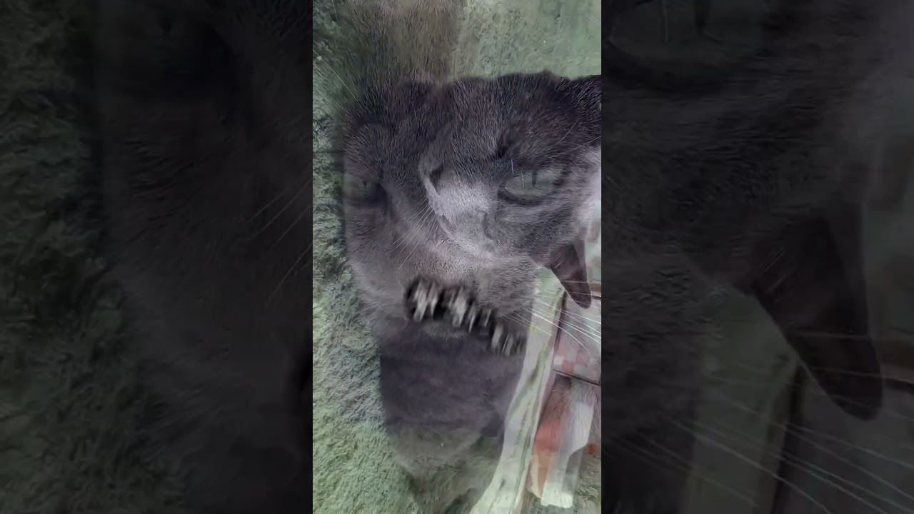 【ロシアンブルー】ころころ転がるめろん🤗表と裏ね🤭【猫】#shorts