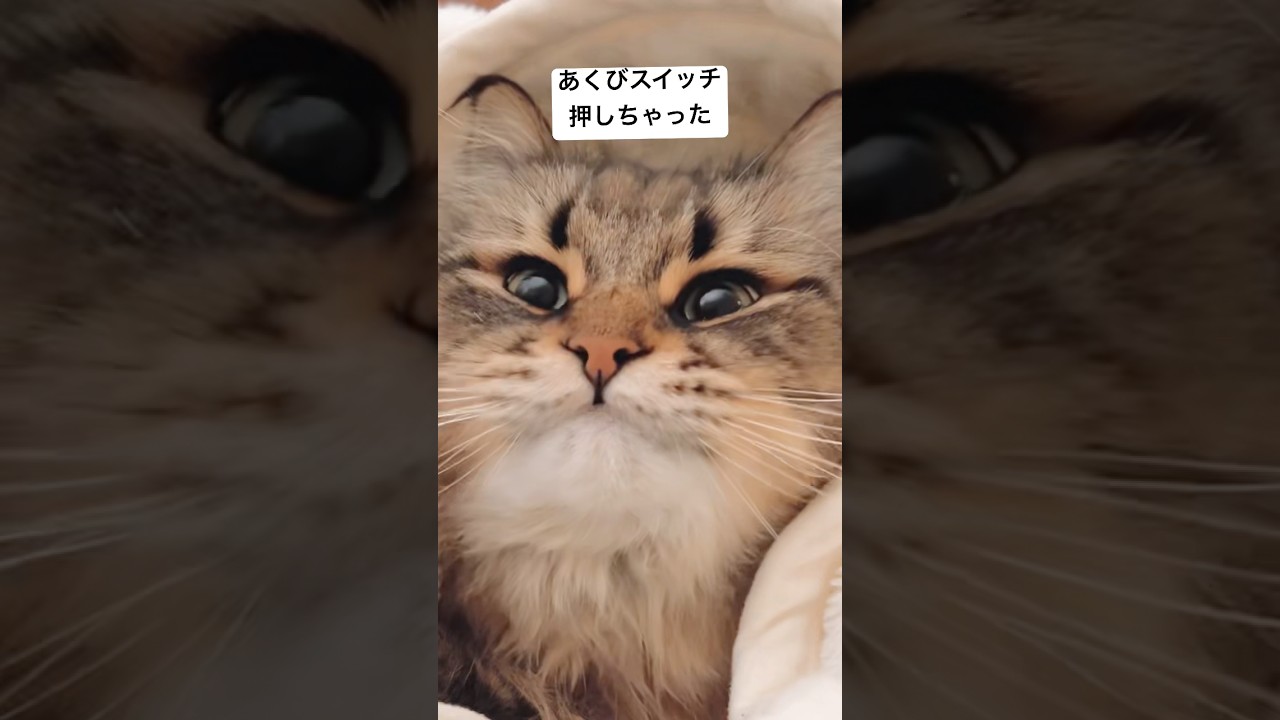 あくびスイッチぽん #サイベリアン #猫 #あくび #ヤマネコ