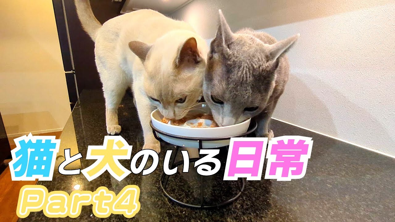 【猫と犬のいる日常4】【ロシアンブルー×トンキニーズ×チワワ】新しいお皿で仲良くおやつを食べる（#141 ）