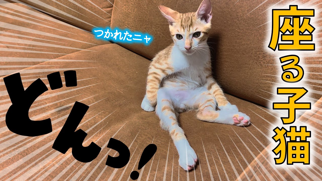 【スコ座り？】人間みたいに座る子猫・ツナマヨくん／200年遊び続けるわかめちゃん