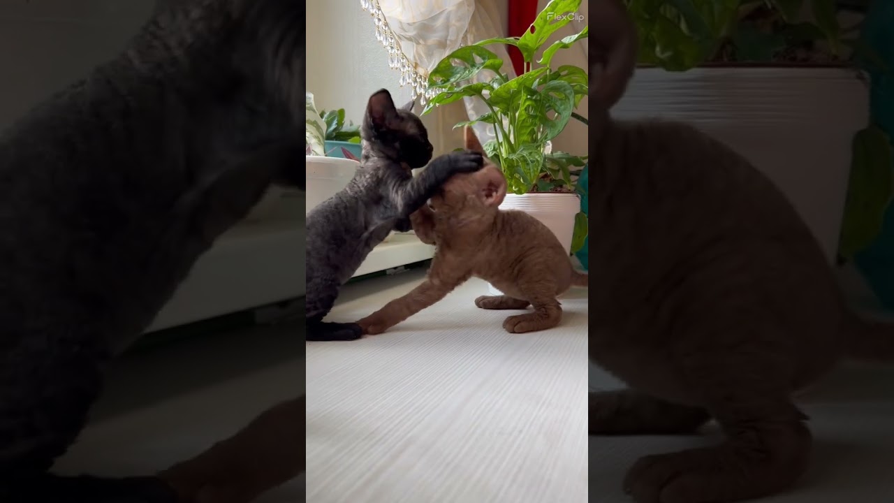 Heal  #cat #animals