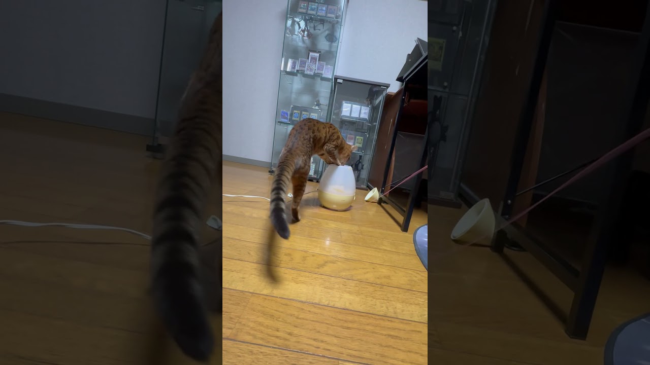 加湿器への悪戯に夢中でおもちゃに気付かない猫 #shorts