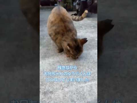 【さくらに会いに行きました🐈‍⬛🩷】悲しい過去も乗り越えて…月に一度の安否確認✨️地域猫ボランティアのなづママ𓃠です🐈️🩷#地域猫#元野良猫 #外猫 #cat#キジトラ