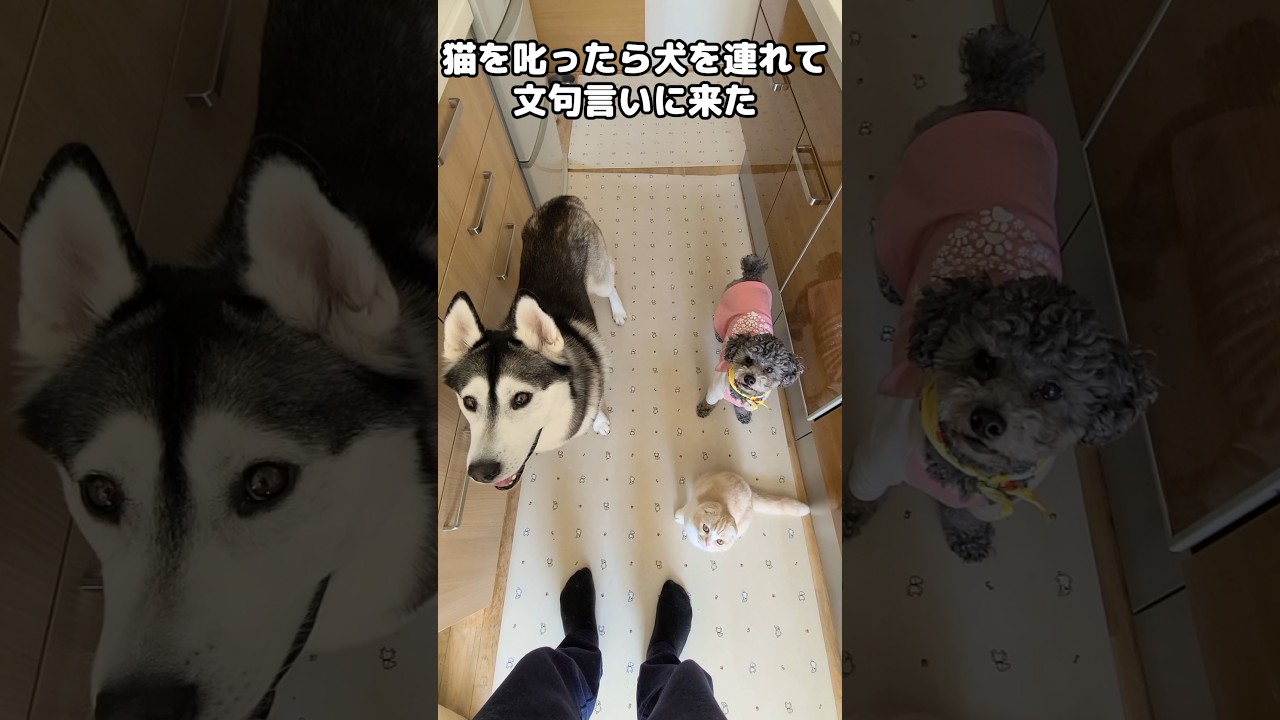 猫を叱ったら犬を連れて文句言いに来た...笑#cat #dog