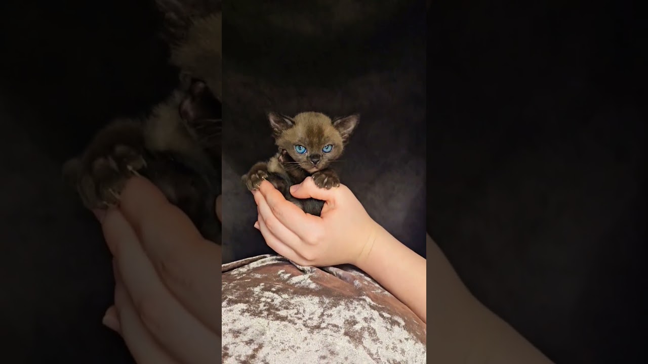 Малыш 🎉🌟😍 #burmesecat #catlover #cat #kitten #европейскаябурма #соболинаябурма