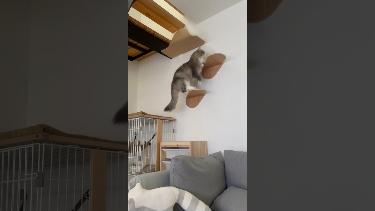すいすい #サイベリアン #siberian #1歳7ヶ月 #cat #猫 #shorts