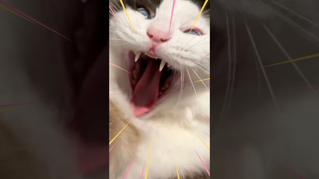 【猫動画】ラグドールとカマキリ😈#shorts#猫 #ラグドール