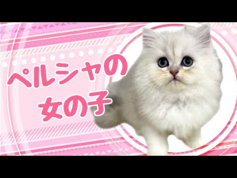 ペルシャの子猫　（平野瓜破）