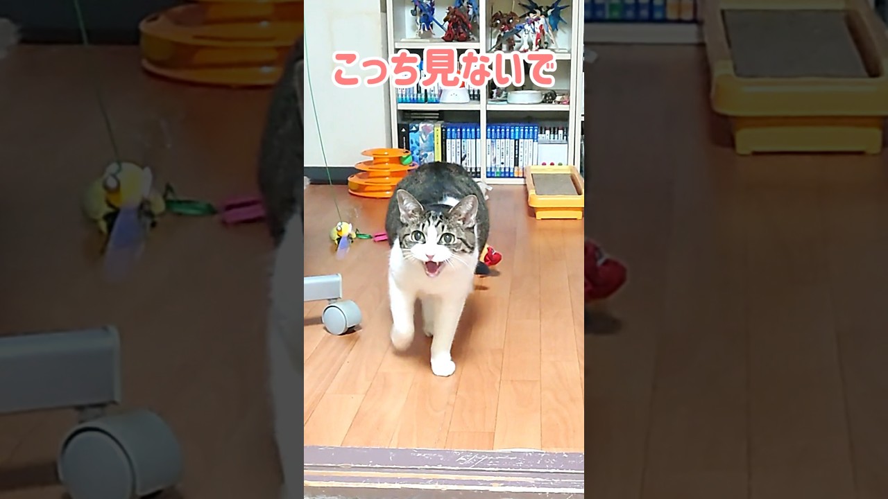 飼い主に見られてる事に気付き右から詰め寄る猫 #Shorts