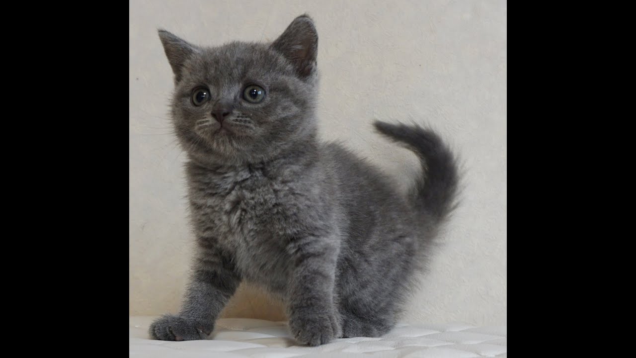 ブリティッシュショートヘアー子猫　British Shorthair　2024.10.1産まれ　ブルータビー　女の子　シーダキャット猫のお店