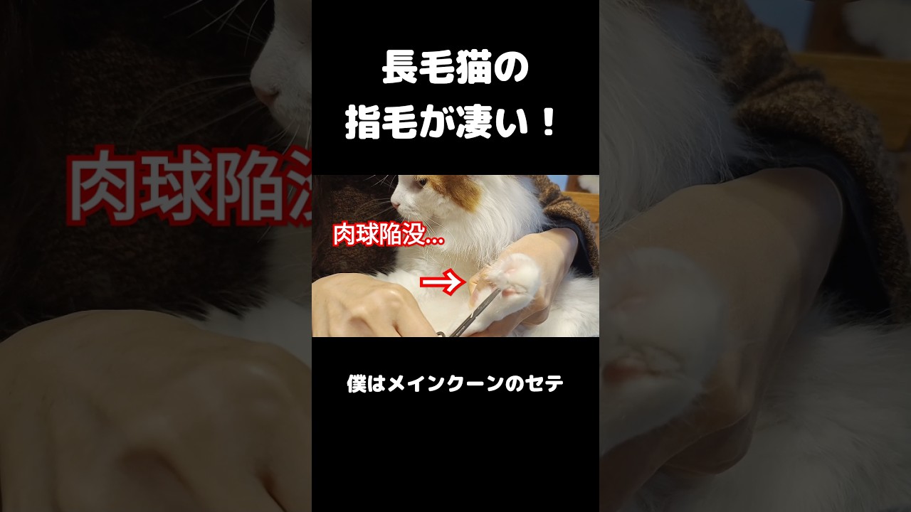 モフモフ過ぎる... #shorts #mainecoon #cat #猫 #メインクーン #猫のいる暮らし