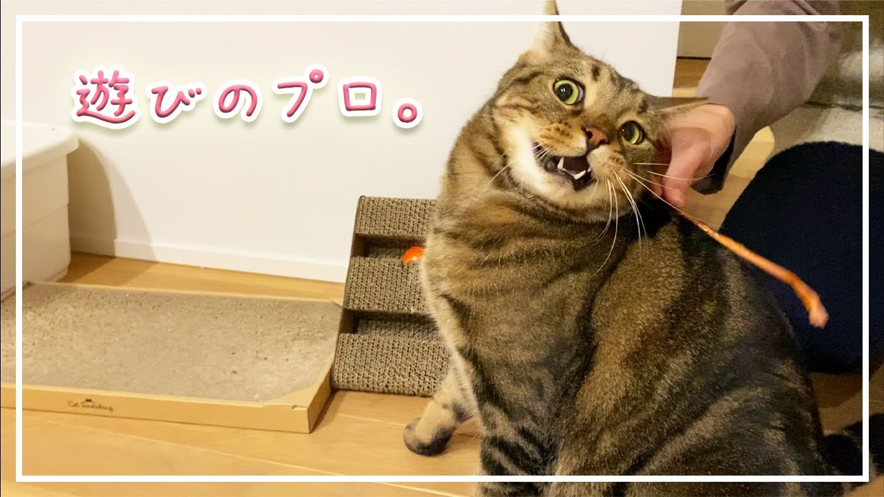 【ほっけ】ネコって遊びの天才ですね【アメショ】#猫