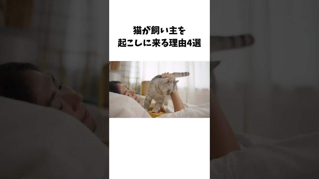 猫が飼い主を起こしに来る理由4選　#猫　#ペット　#雑学