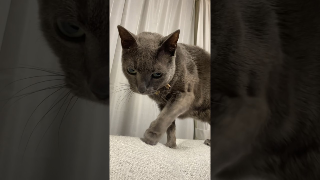 肩に乗ってきたネコ_20240215 #shorts #cat #猫 #ロシアンブルー