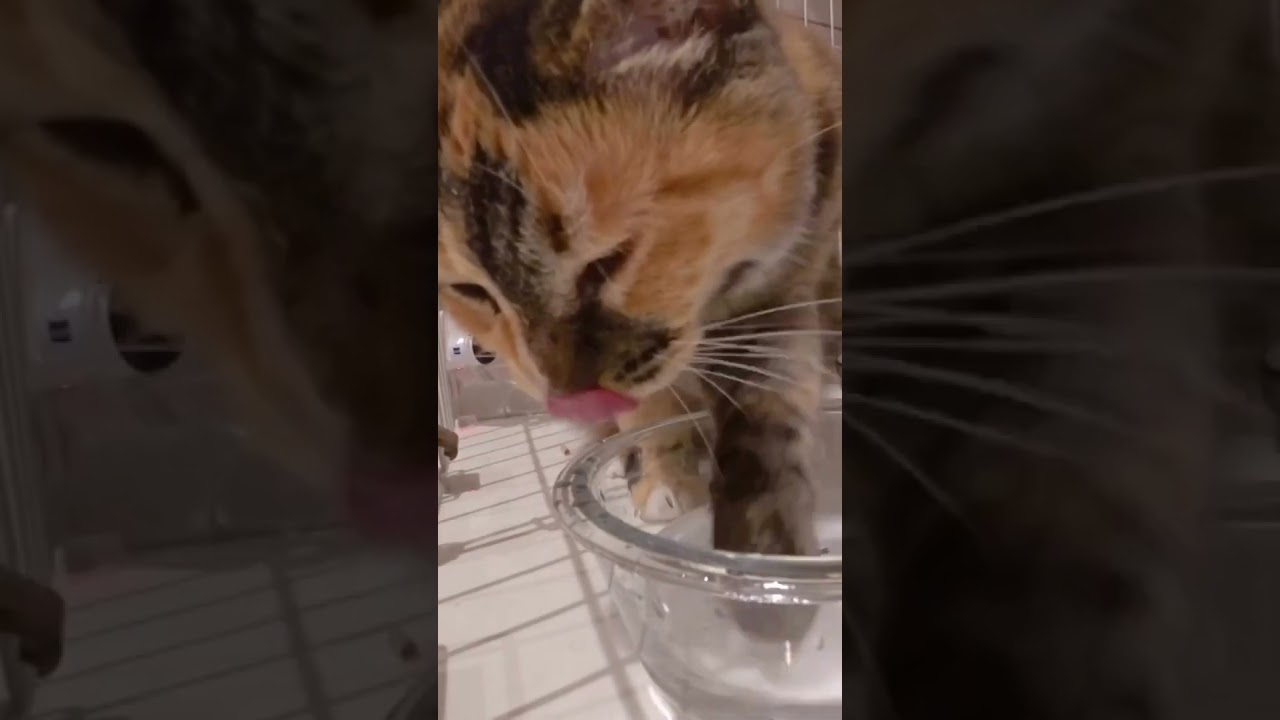 【二子山部屋】元野良猫のみーちゃんがやってきました！