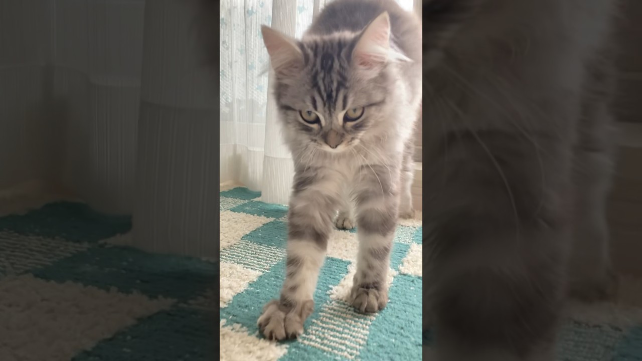 キャットウォーク　#ラガマフィン #猫 #cat #catlover #ペット #cute #癒し