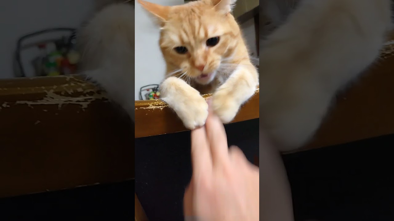 イスがボロボロな理由　 #猫のいる暮らし #マンチカン #cat #ゆきむら