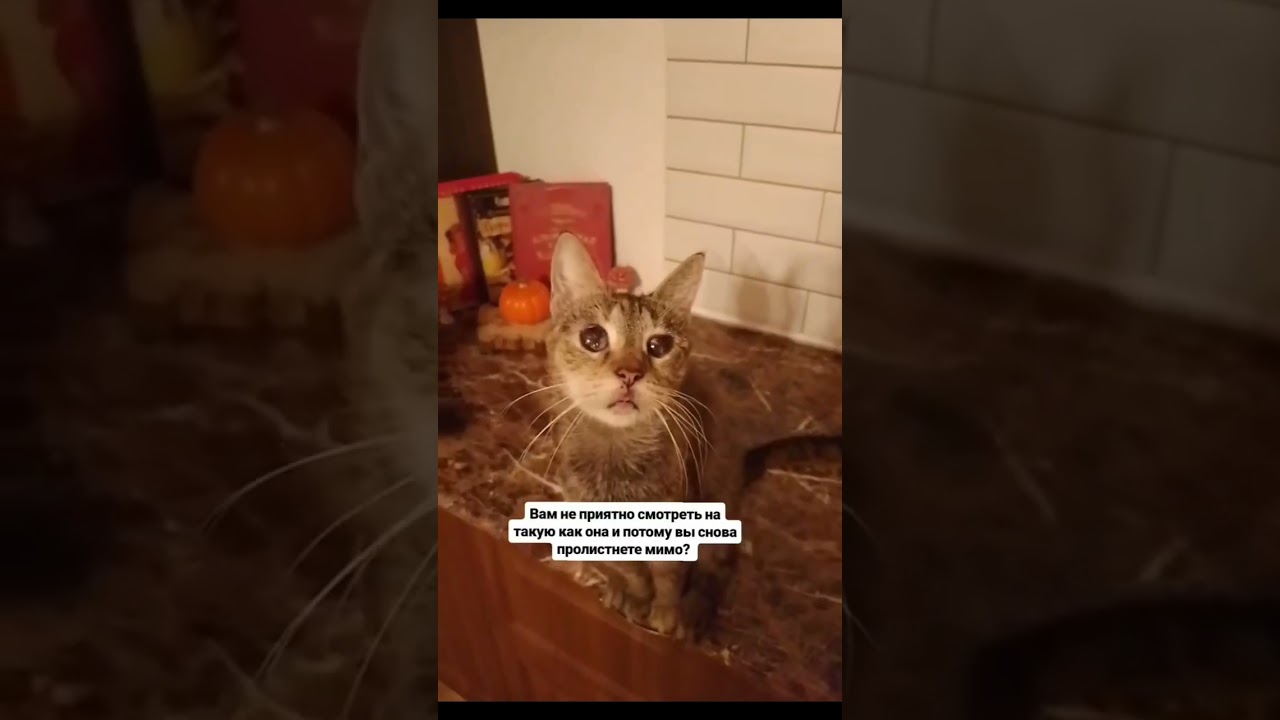 Пожизненно в приюте 💔 Человек🙏 #кошка #животные